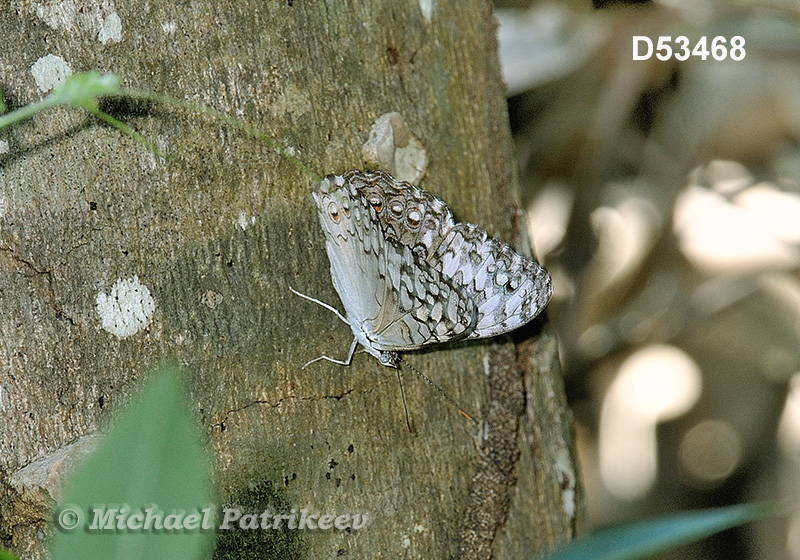 Pale Cracker (Hamadryas amphichloe)